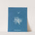 Callithamnion tetragonum by Anna Atkins