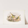 Calobates sulphurea. (Summer plumage). Grey Wagtail . (1862-1873) by John Gould