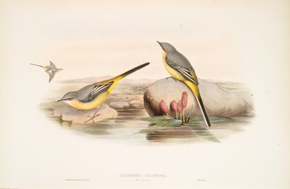 Calobates sulphurea. (Winter plumage) Grey Wagtail. (1862-1873)