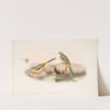 Calobates sulphurea. (Winter plumage) Grey Wagtail. (1862-1873) by John Gould