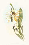Calothorax heliodori