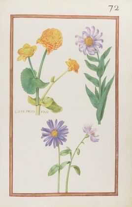 Calta palustris (1624)