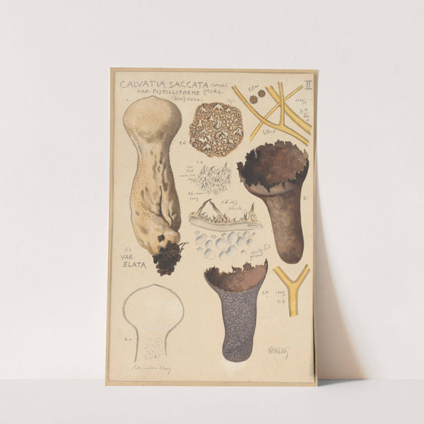 Calvatia saccata (1915-1945) by Hans Walty