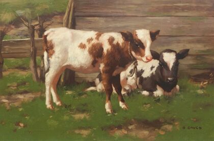Calves Outside a Barn