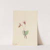 Calypso (Cytherea bulbosa) (1916) by Mary Vaux Walcott