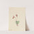 Calypso (Cytherea bulbosa) (1916) by Mary Vaux Walcott