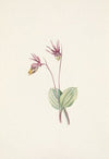 Calypso. Cytherea bulbosa (1925)