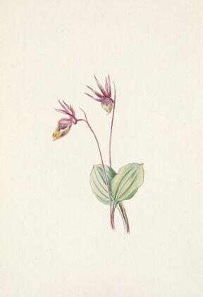 Calypso. Cytherea bulbosa (1925)