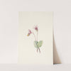 Calypso. Cytherea bulbosa (1925) by Mary Vaux Walcott