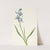 Camas. Quamasia quamash (1925) by Mary Vaux Walcott