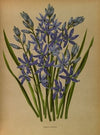 Camassia Esculenta.