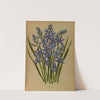 Camassia Esculenta. (1872-1881) by Arentina Hendrica Arendsen