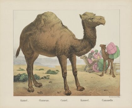 Camel (1829-1880)