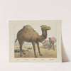 Camel (1829-1880) by Joseph Scholz