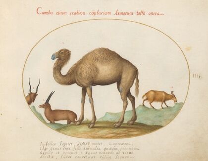 Camel, Ibex, and Goat (1575-1590)