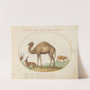 Camel, Ibex, and Goat (1575-1590) by Joris Hoefnagel