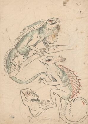 Cameleons (1880 - 1900)