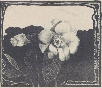 Camelia, links een bloem in knop