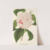 Camellia Angelo Cocchi by Charles Antoine Lemaire