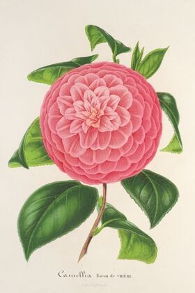 Camellia Baron de Vrière
