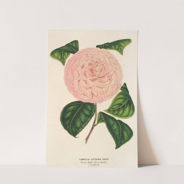 Camellia Caterina Rossi by Charles Antoine Lemaire