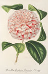 Camellia Comtesse Lavinia Maggi