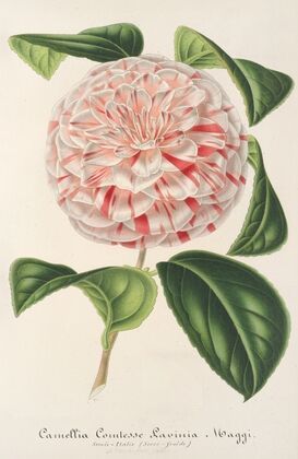 Camellia Comtesse Lavinia Maggi