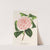 Camellia Contessa Tozzoni by Charles Antoine Lemaire