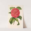 Camellia Francesco Burlamachi by Charles Antoine Lemaire