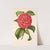 Camellia Francesco Burlamachi by Charles Antoine Lemaire