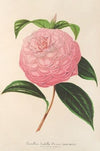 Camellia Isabella Orsini (Franchetti)