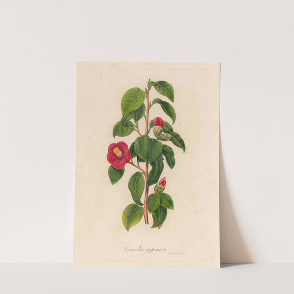 Camellia japonica (1818-1824) by Gaetano Savi