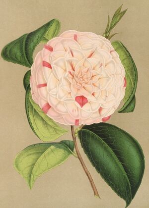 Camellia Luisa Bartoloni