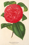 Camellia Marianna Talenti