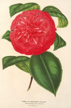 Camellia Marianna Talenti