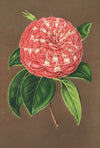 Camellia Matteo Malfino (hybr.)