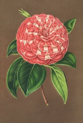 Camellia Matteo Malfino (hybr.)