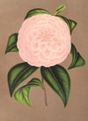 Camellia Mistress Dombrain