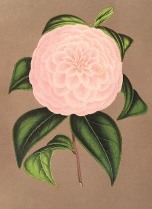 Camellia Mistress Dombrain