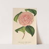 Camellia Mme de Cannart d’Hamalè by Charles Antoine Lemaire