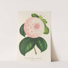 Camellia Reine des Beautés by Charles Antoine Lemaire
