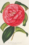 Camellia reticulata var. flore pleno