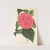 Camellia Roma risorta by Charles Antoine Lemaire