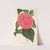 Camellia Roma risorta by Charles Antoine Lemaire