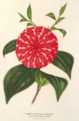 Camellia Stella polare