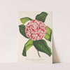Camellia tricolor imbricata plena by Charles Antoine Lemaire