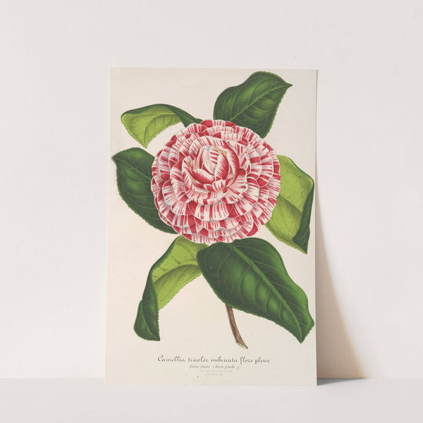 Camellia tricolor imbricata plena by Charles Antoine Lemaire