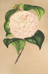 Camellia Vesillo dell’ Arno