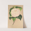 Camellia Vesillo dell&#039; Arno by Charles Antoine Lemaire