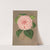 Camellia Vittorio Emmanuele II by Charles Antoine Lemaire